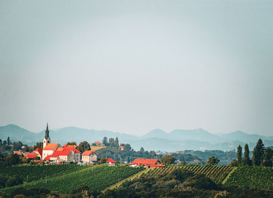 Szlovákiai borvidék dombjai szőlősorokkal Szlovákiai borvidék dombjai szőlősorokkal