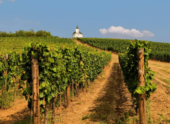 Tokaji szőlőültetvény Tokaji szőlőültetvény